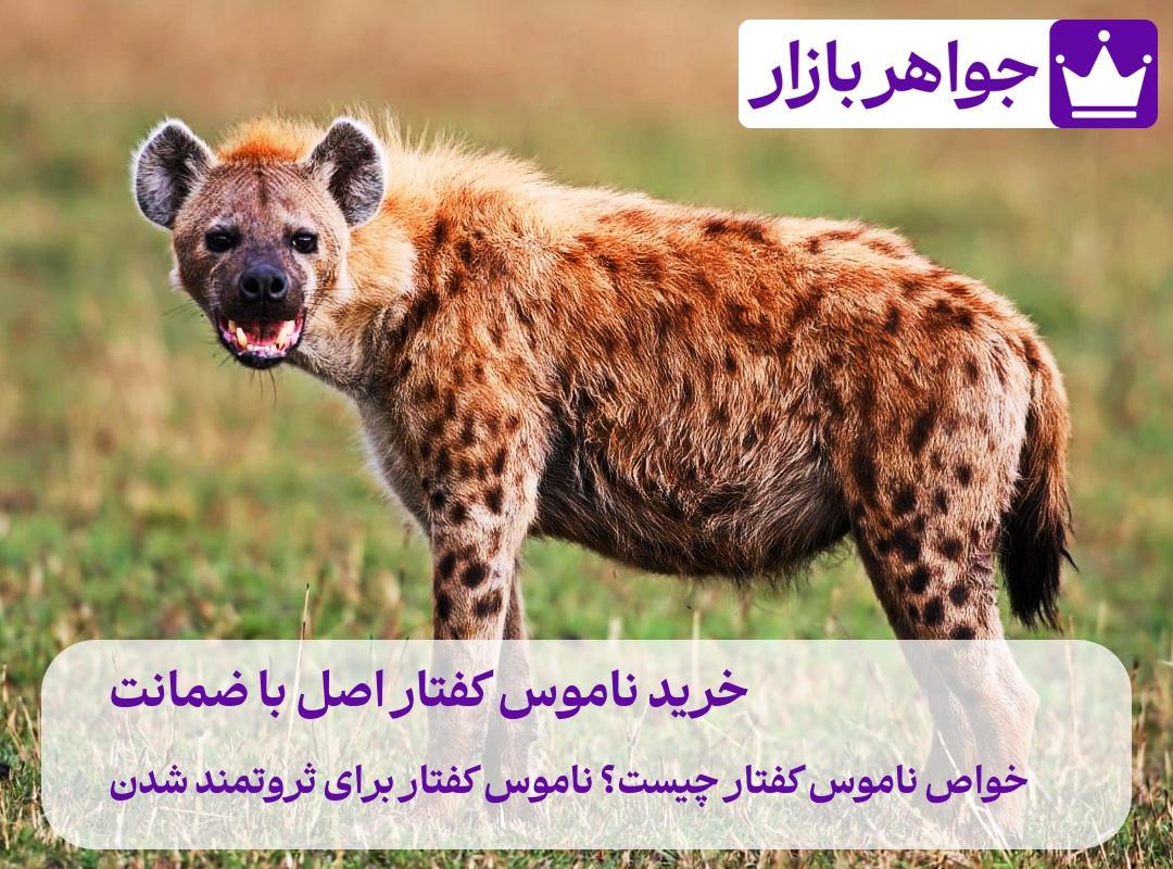 ناموس کفتار برای چی خوبه خرید ناموس کفتار اصل با ضمانت